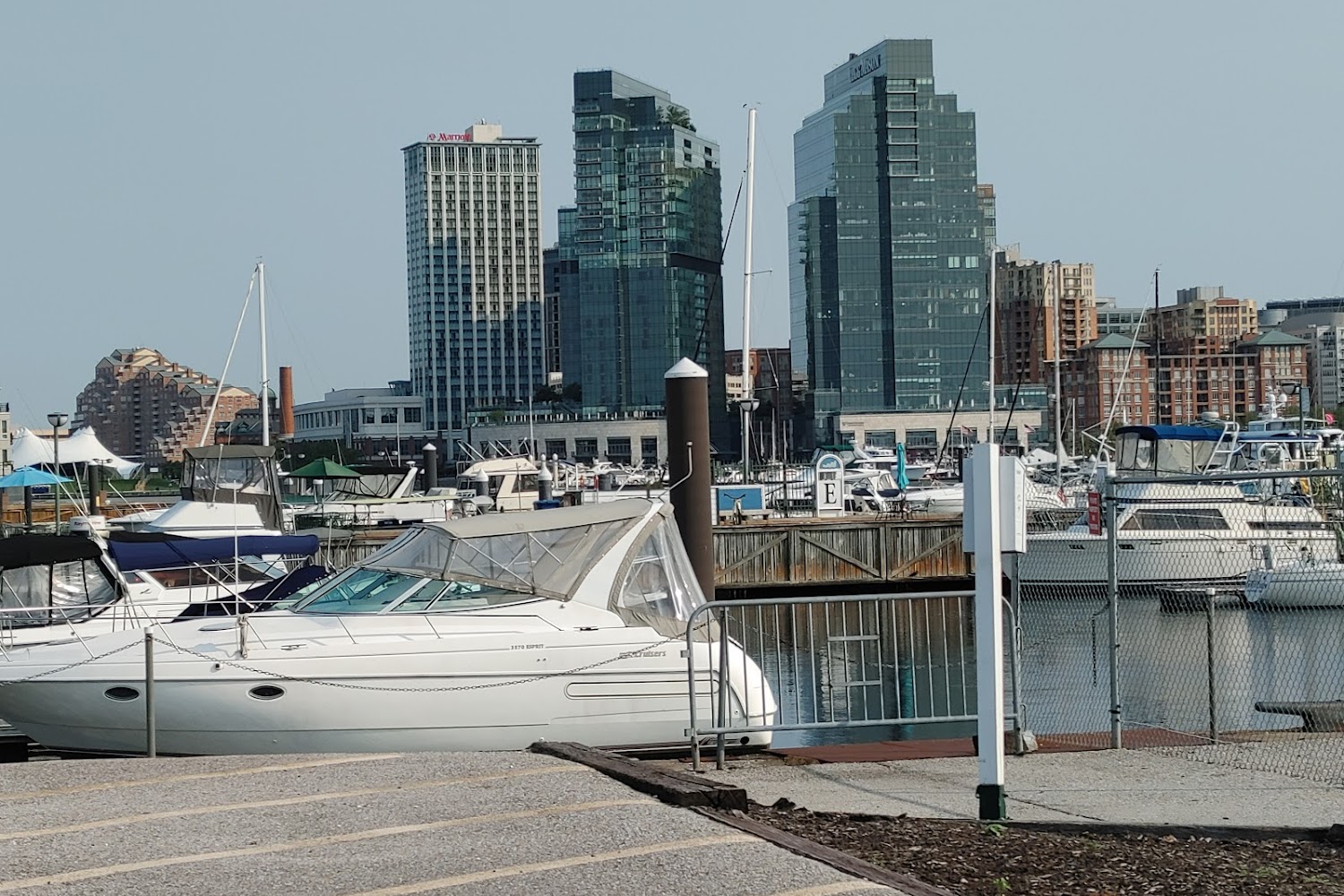 American Ferret Association