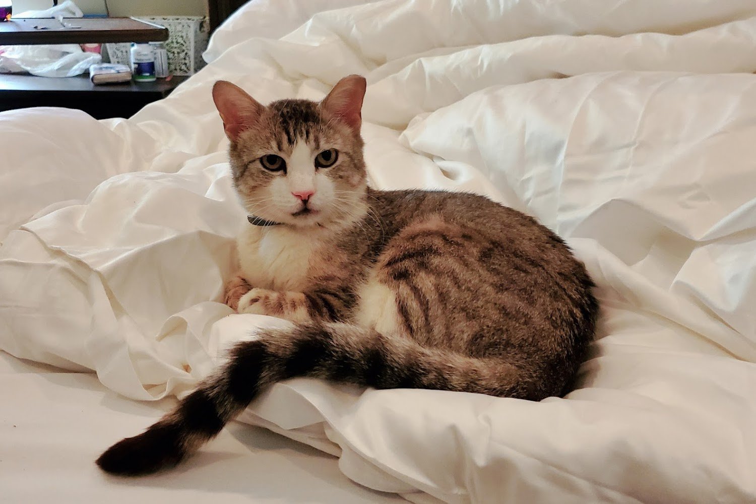 Willis Animal Hospital