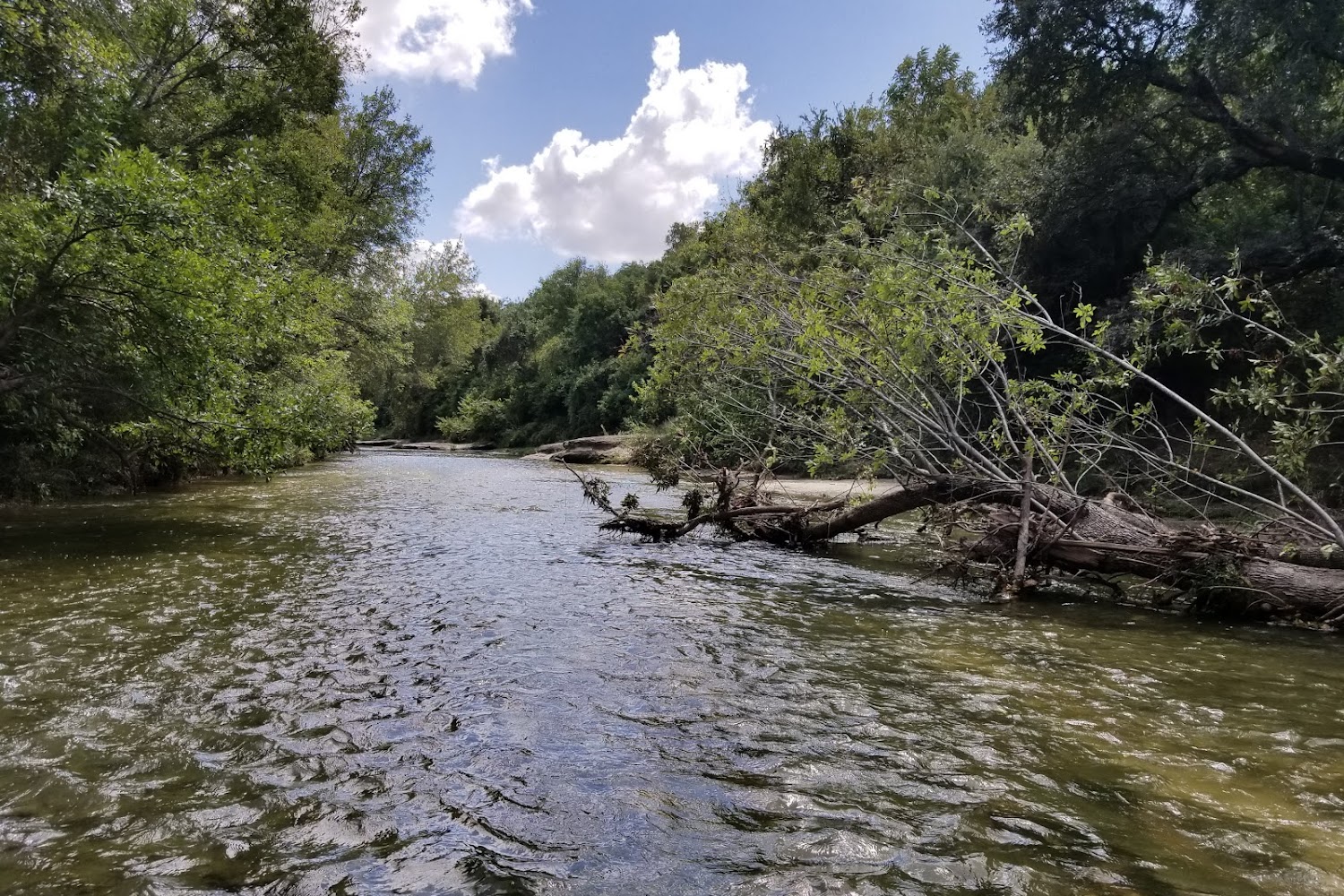 Humane Society Round Rock