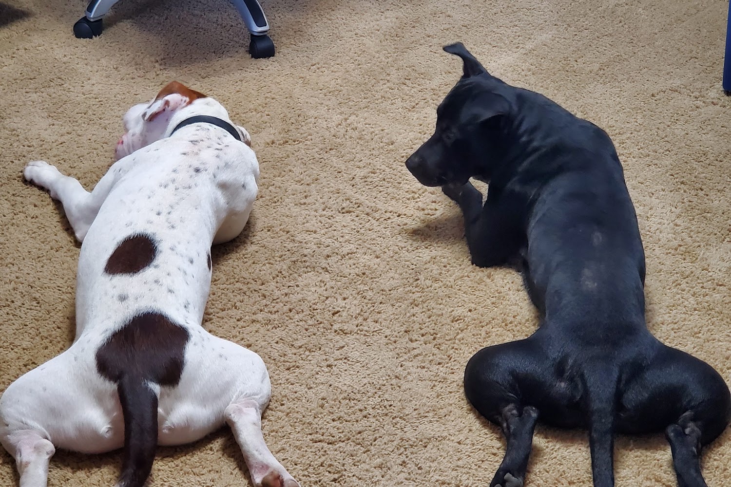 City of Sachse Animal Shelter