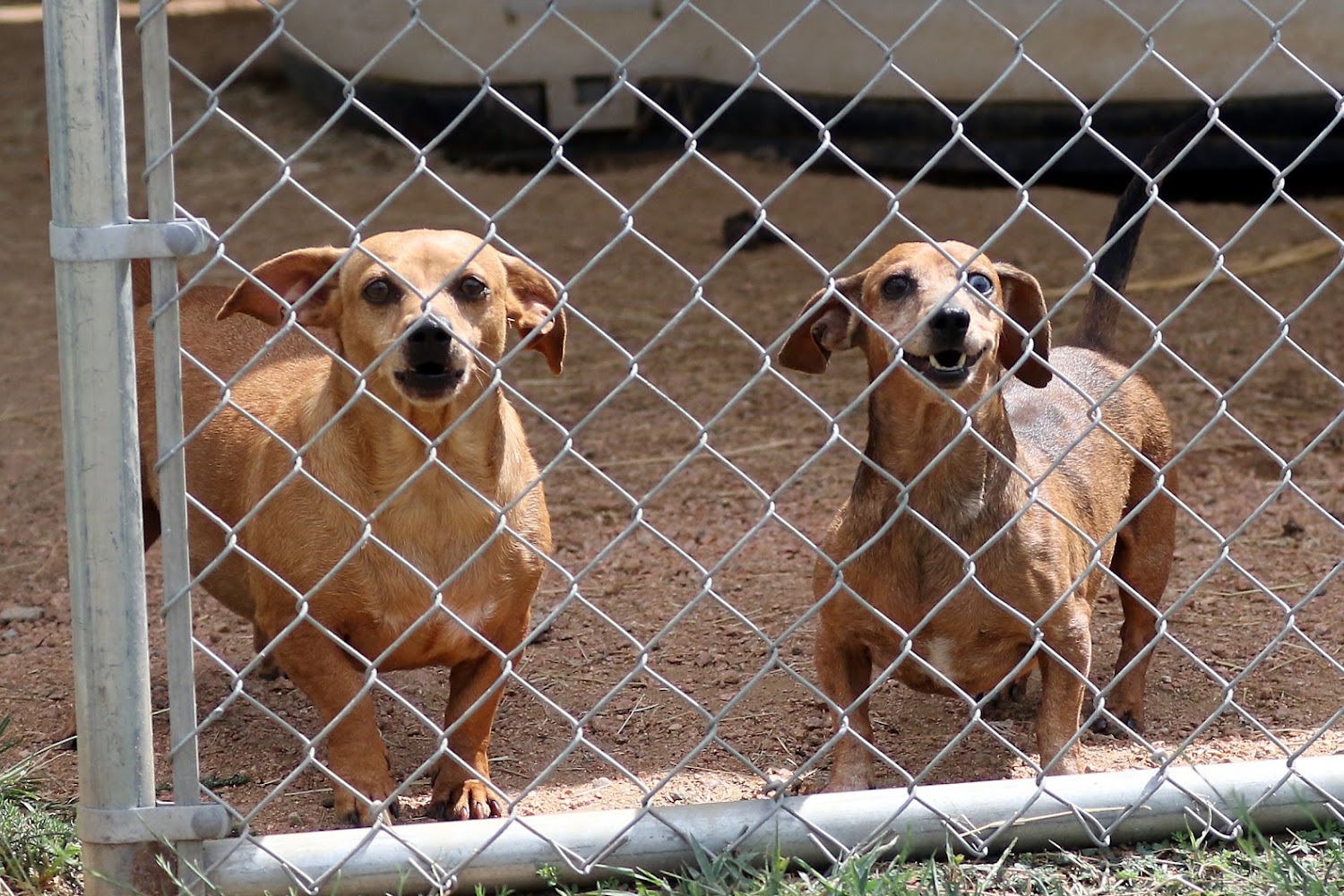 Animal Refuge Foundation