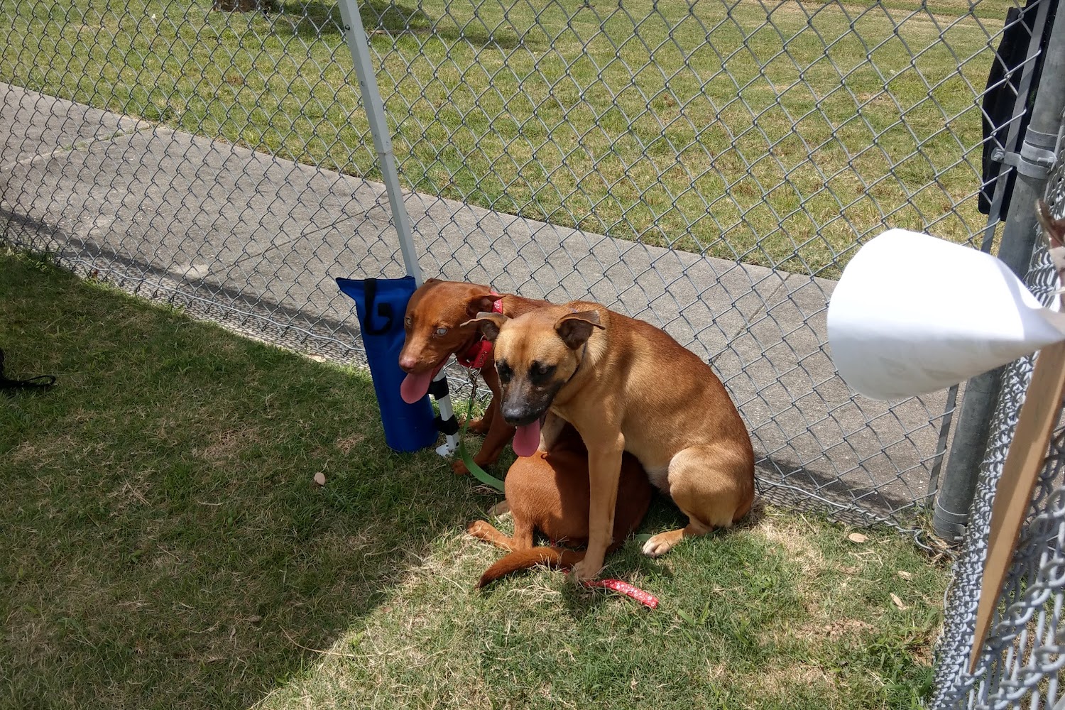 Texas City Animal Shelter
