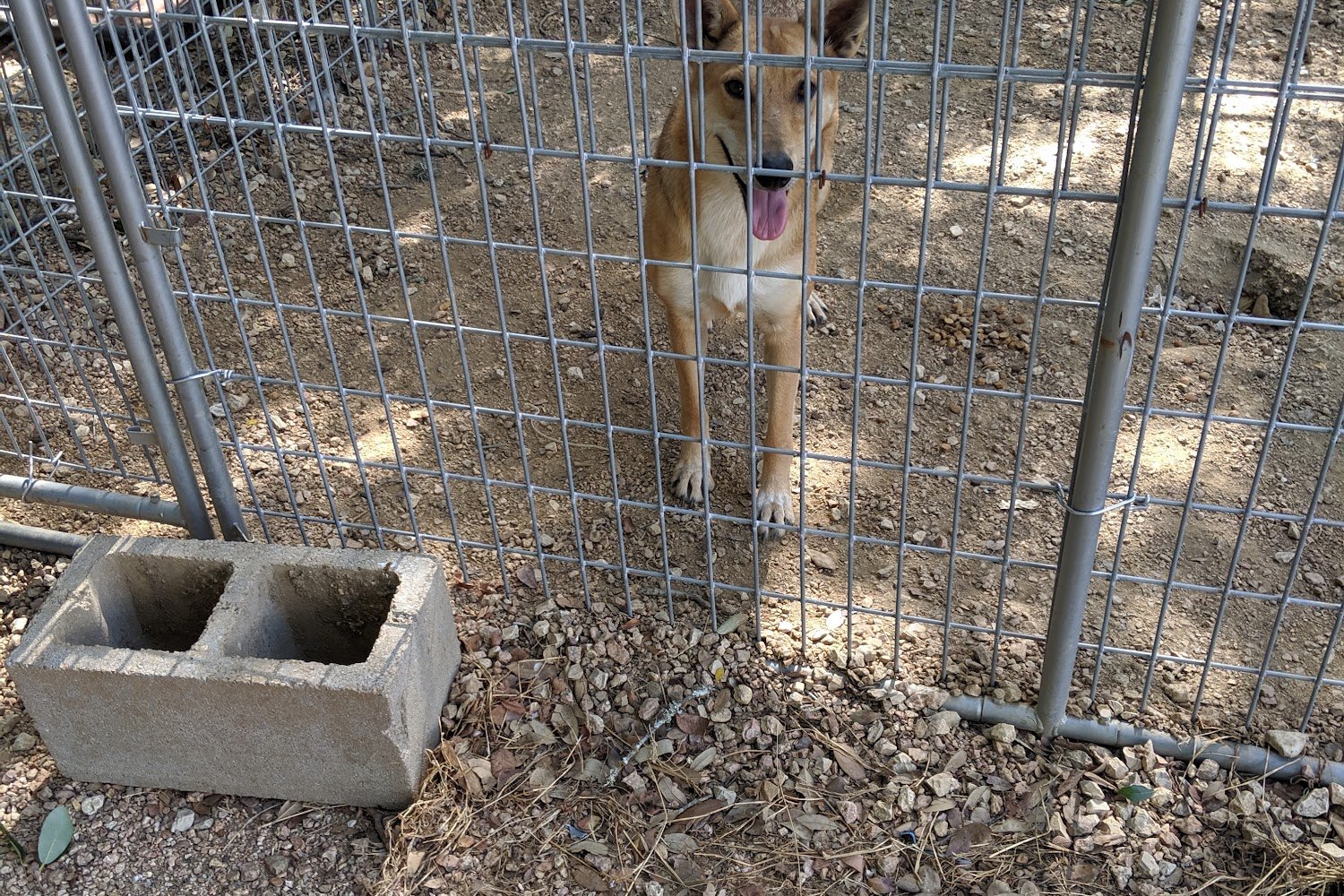 Lockhart Animal Shelter