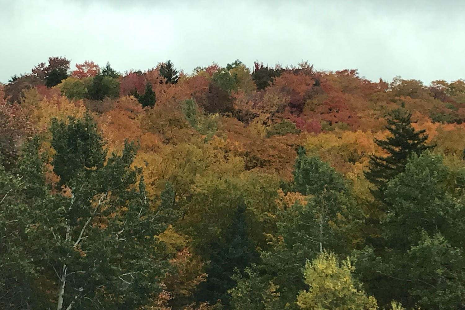 Boxers N More Rescue Vt