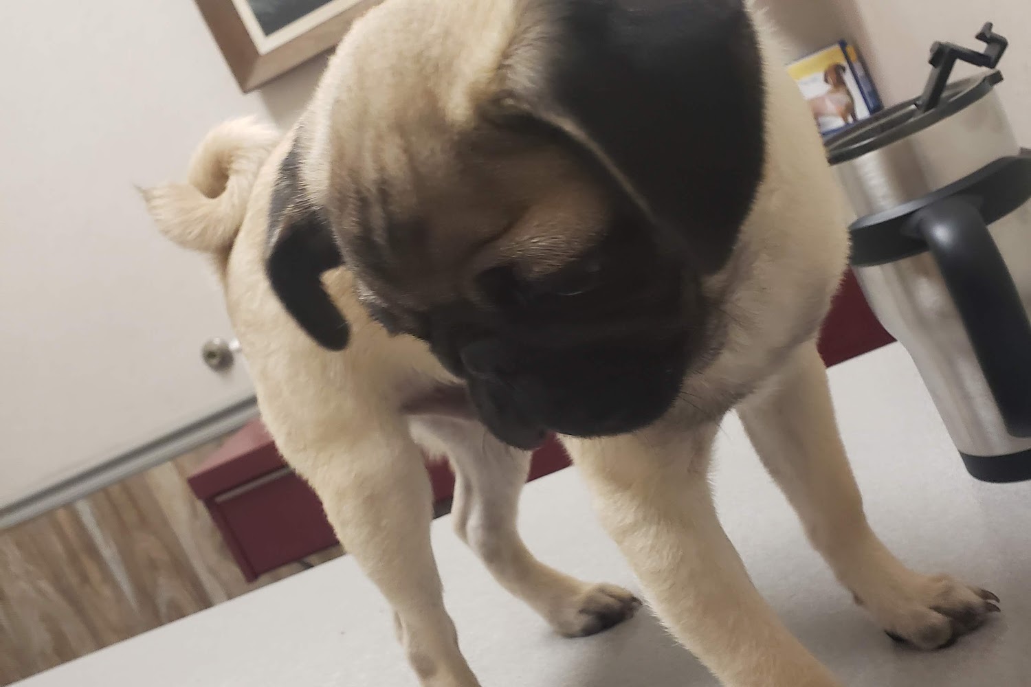 Pasadena Animal Hospital