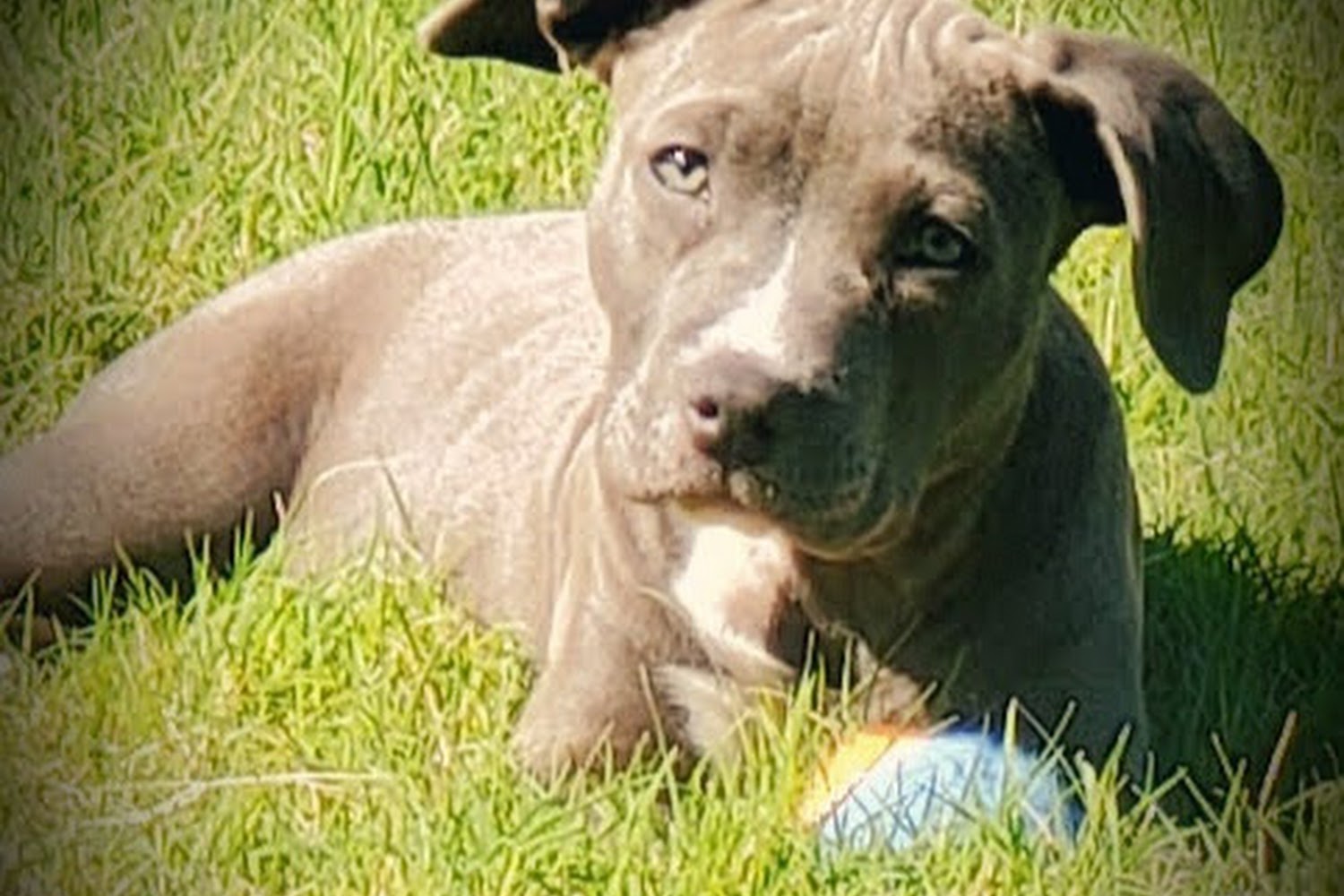 Western Plains Veterinary Hospital