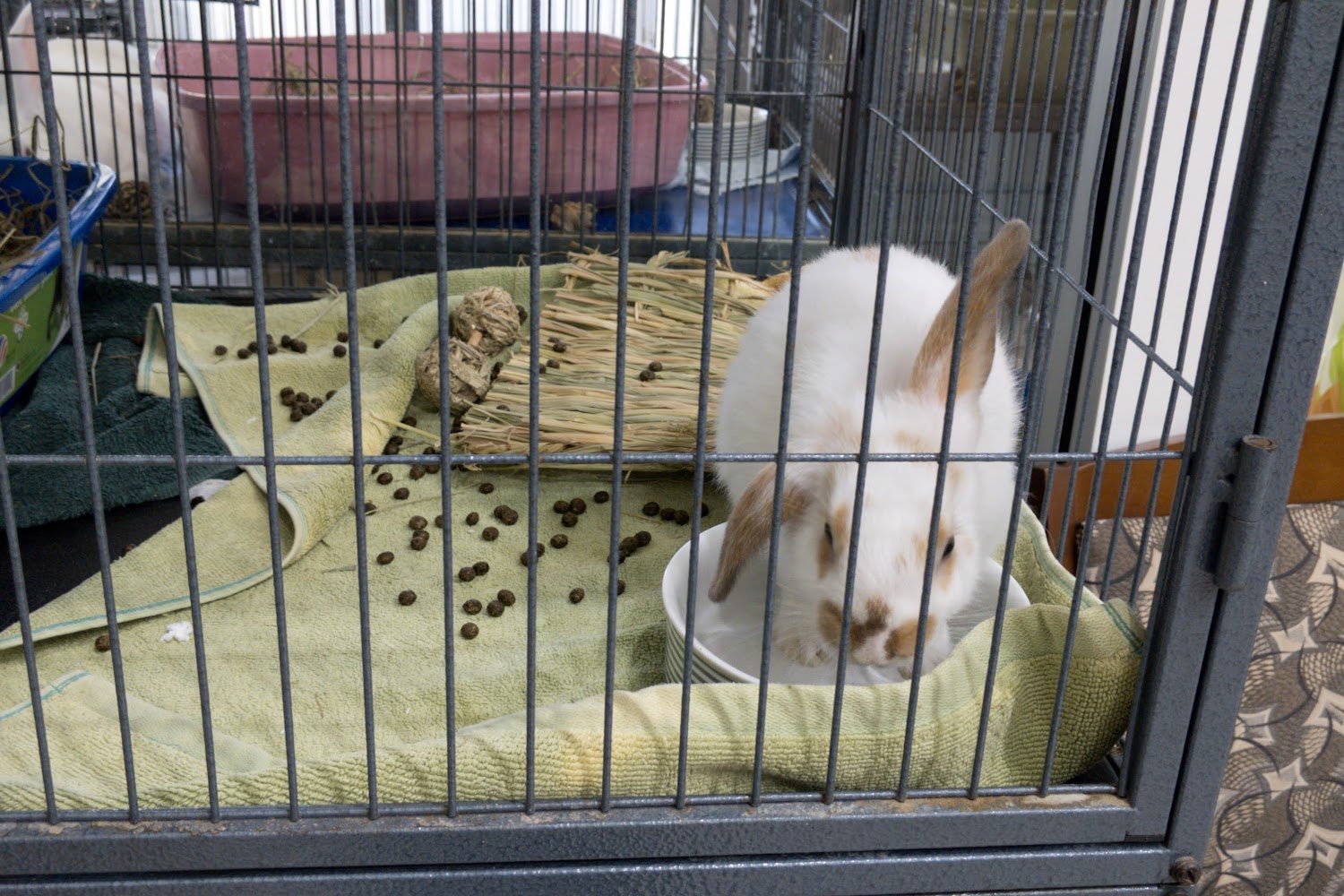 Upper Marlboro Animal Shelter