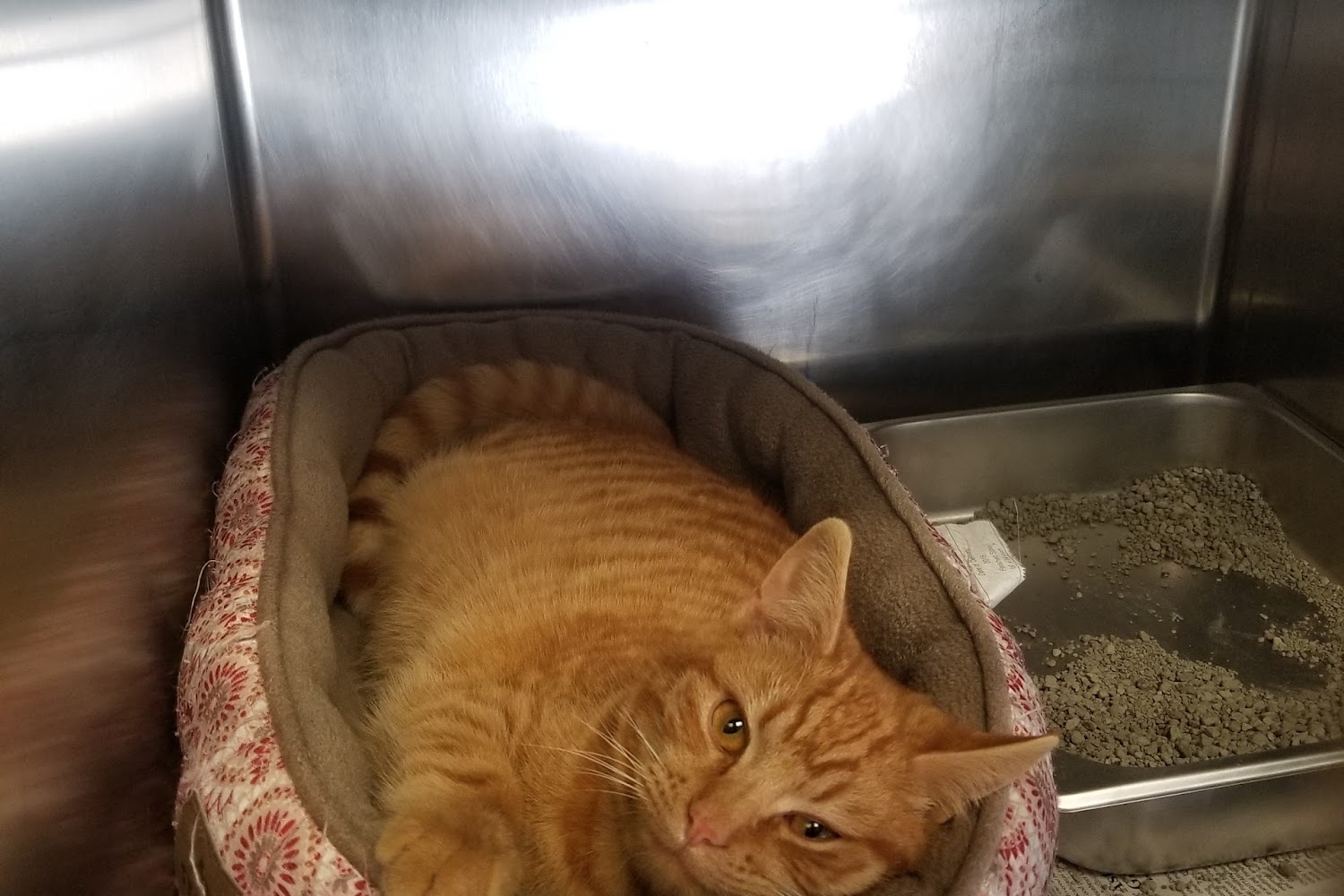 Greenbrier County Humane Society