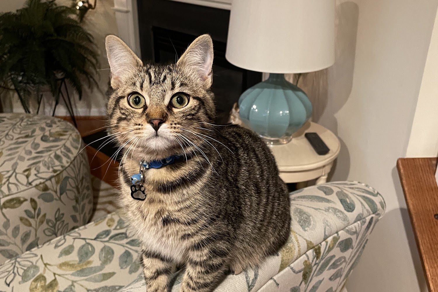 Animal Friends of North Central West Virginia