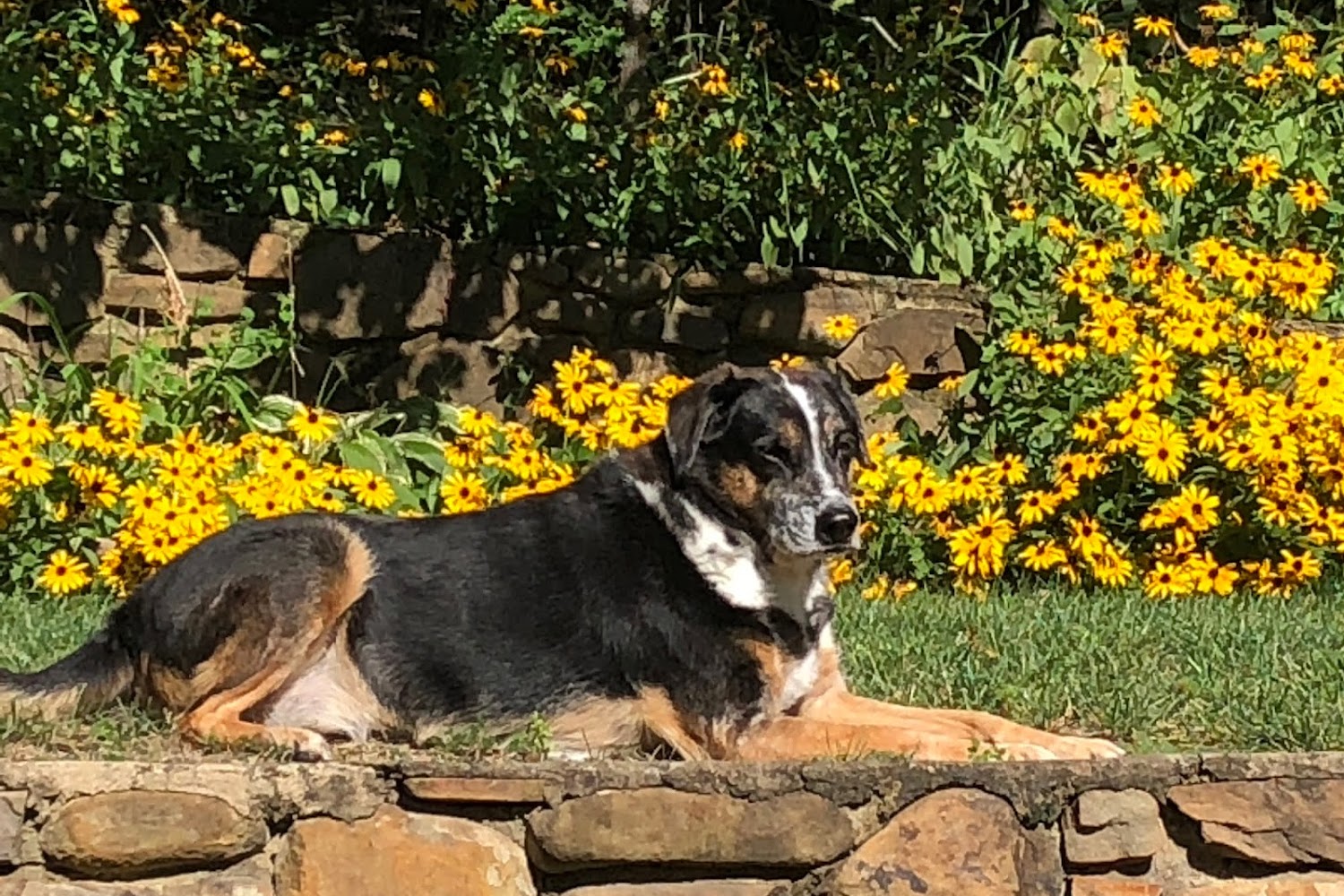 Derolf Animal Hospital