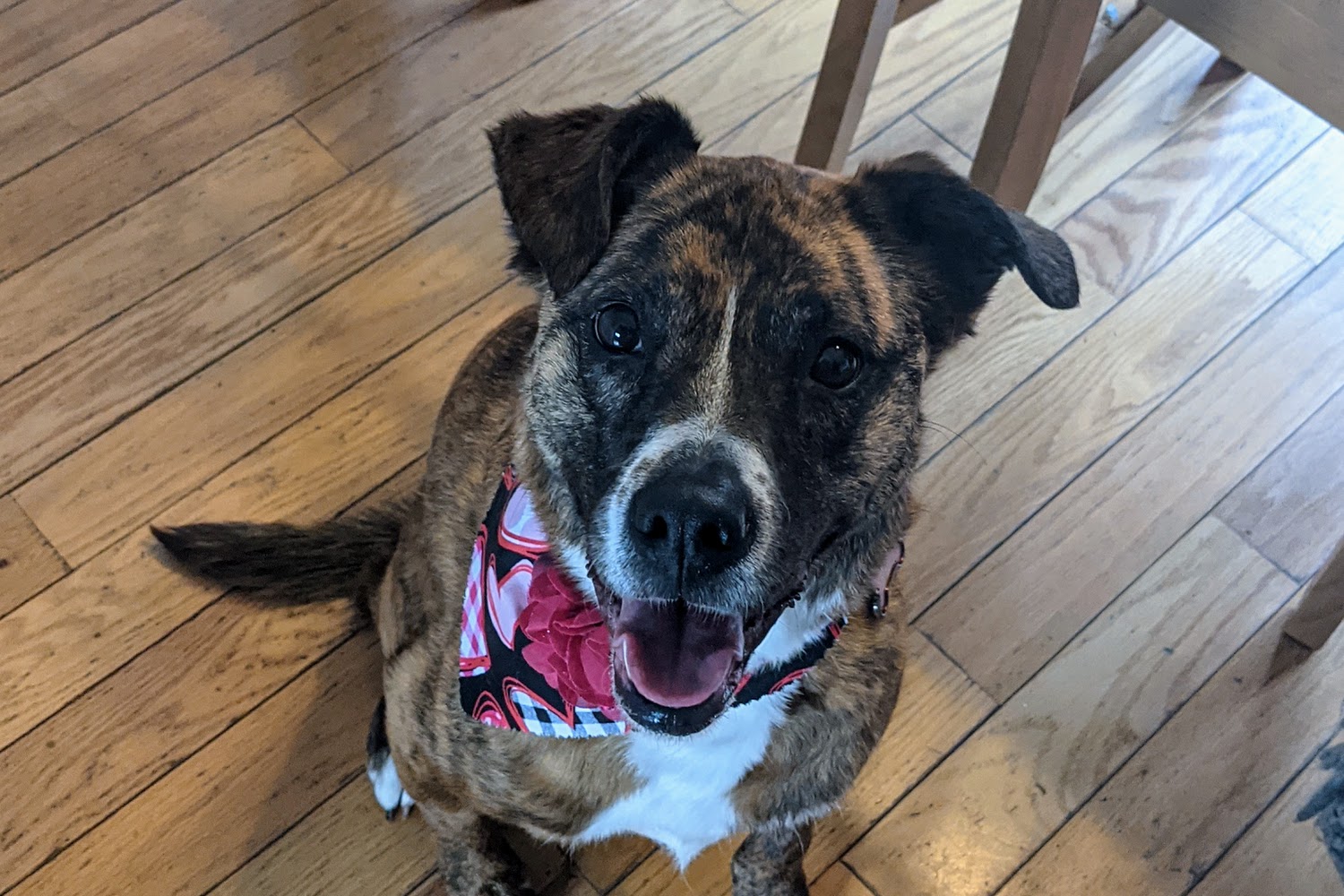 Prairie View Animal Hospital