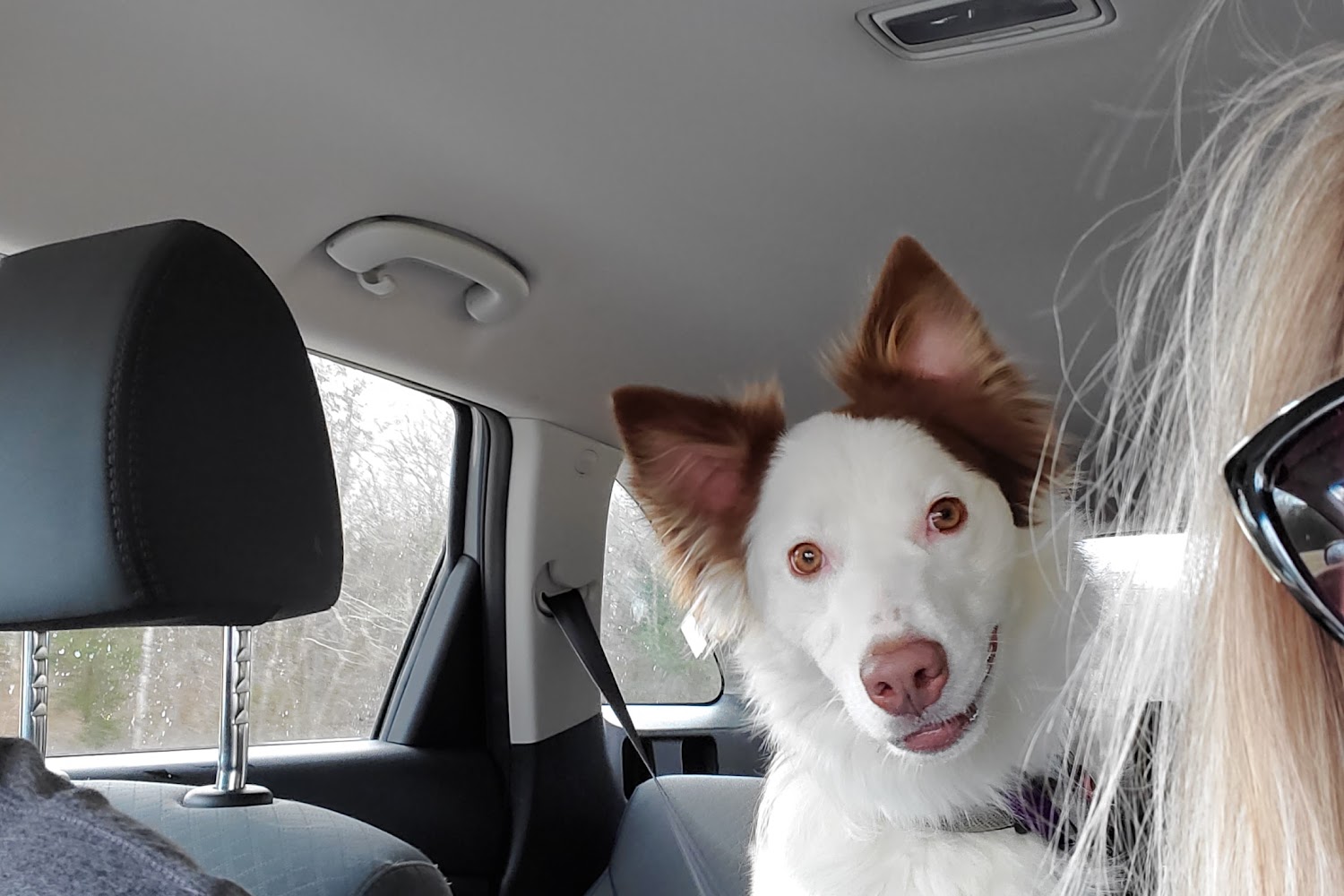 Rappahannock Animal Shelter