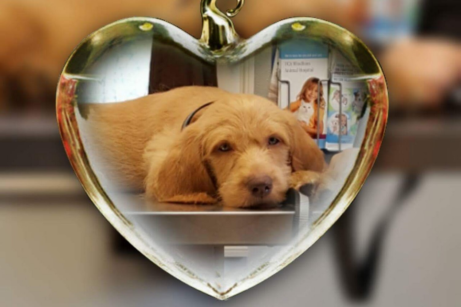 VCA Windham Animal Hospital