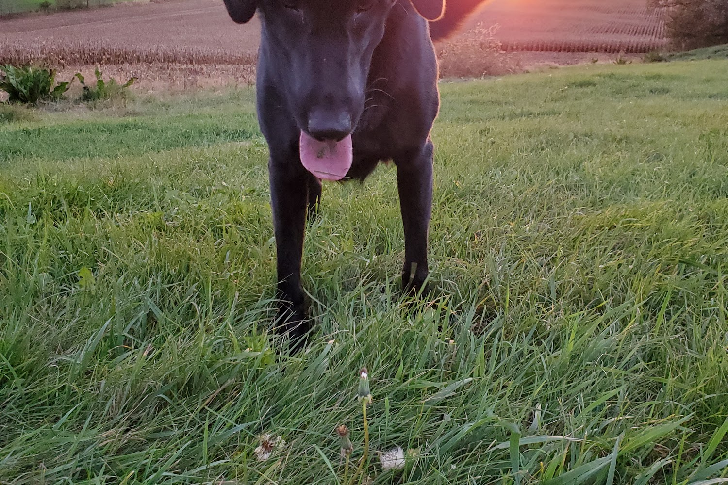 Colfax Animal Hospital