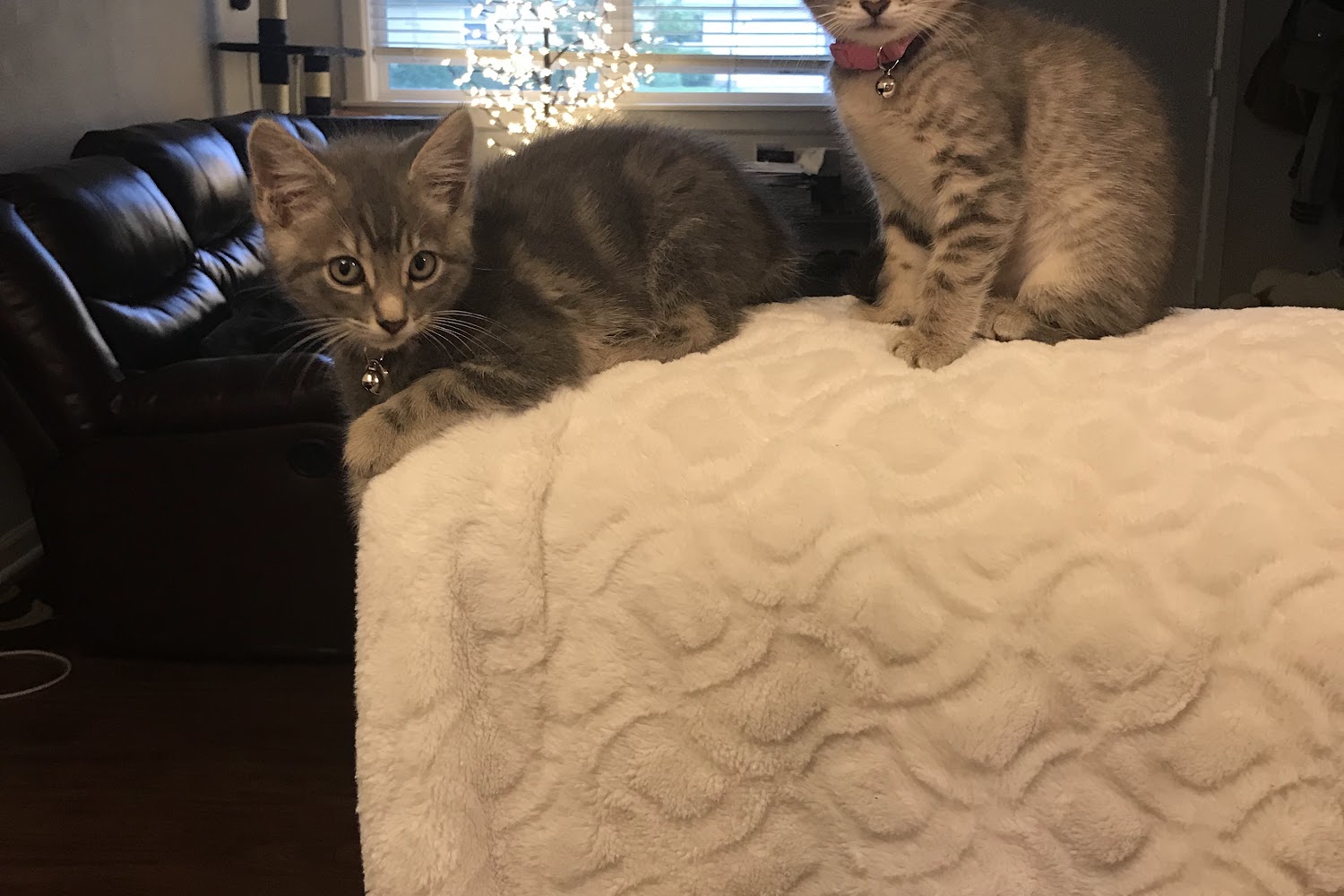 The Norman Animal Welfare Center