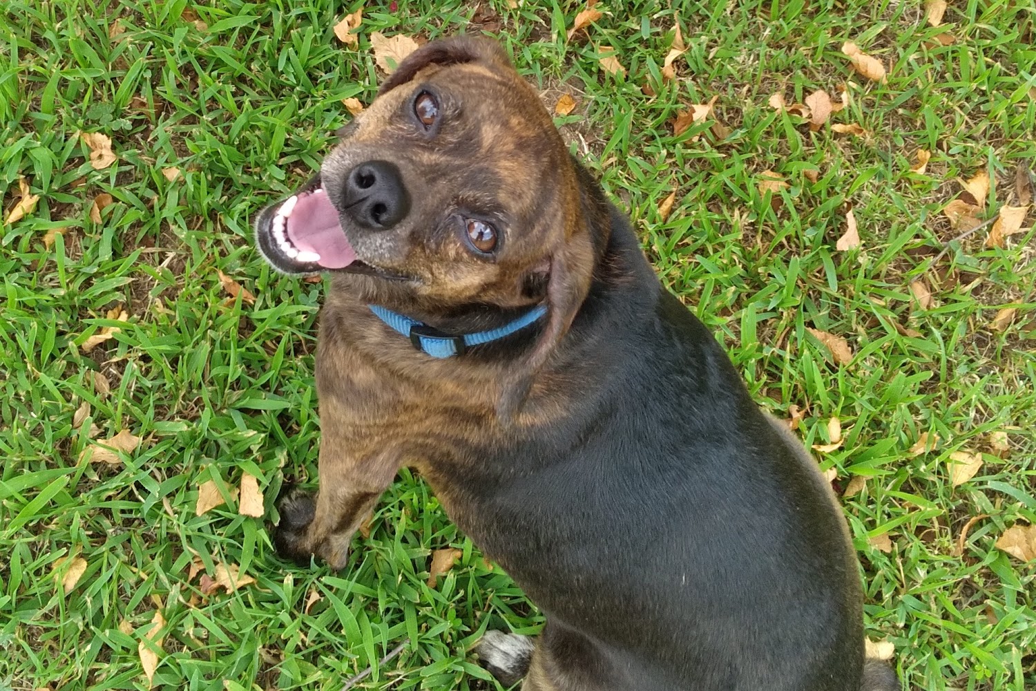 Pittsburgh Animal Shelter