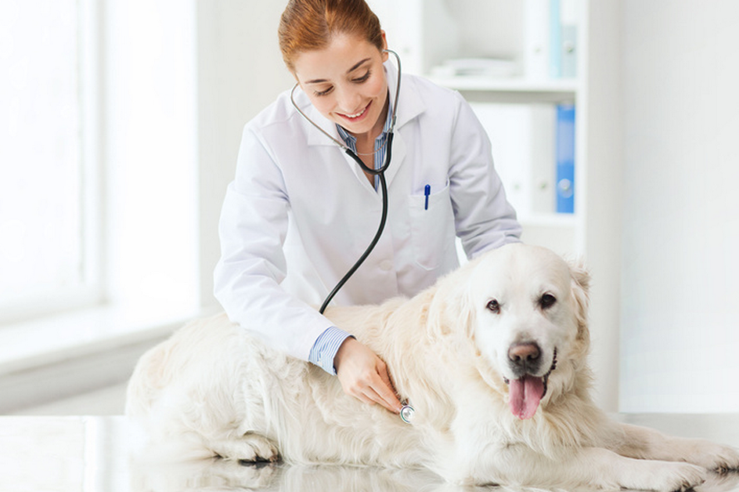 County Center Animal Hospital