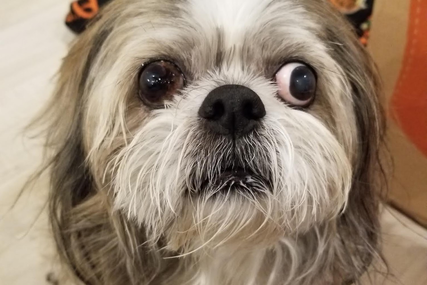 Westgate Veterinary Hospital