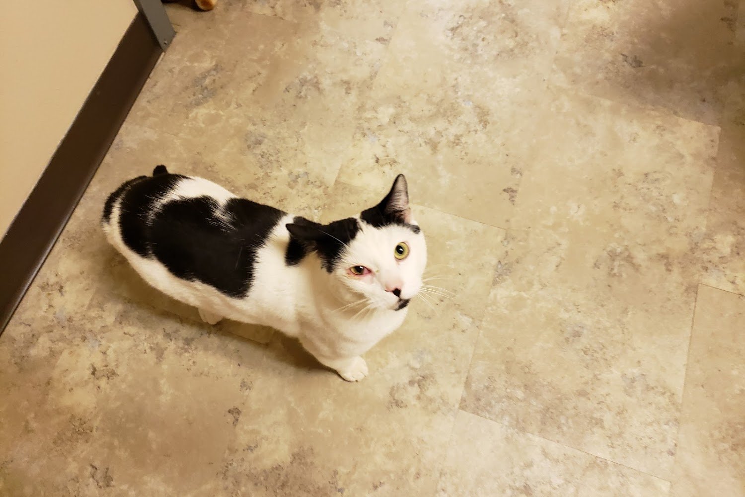 Iowa County Humane Society