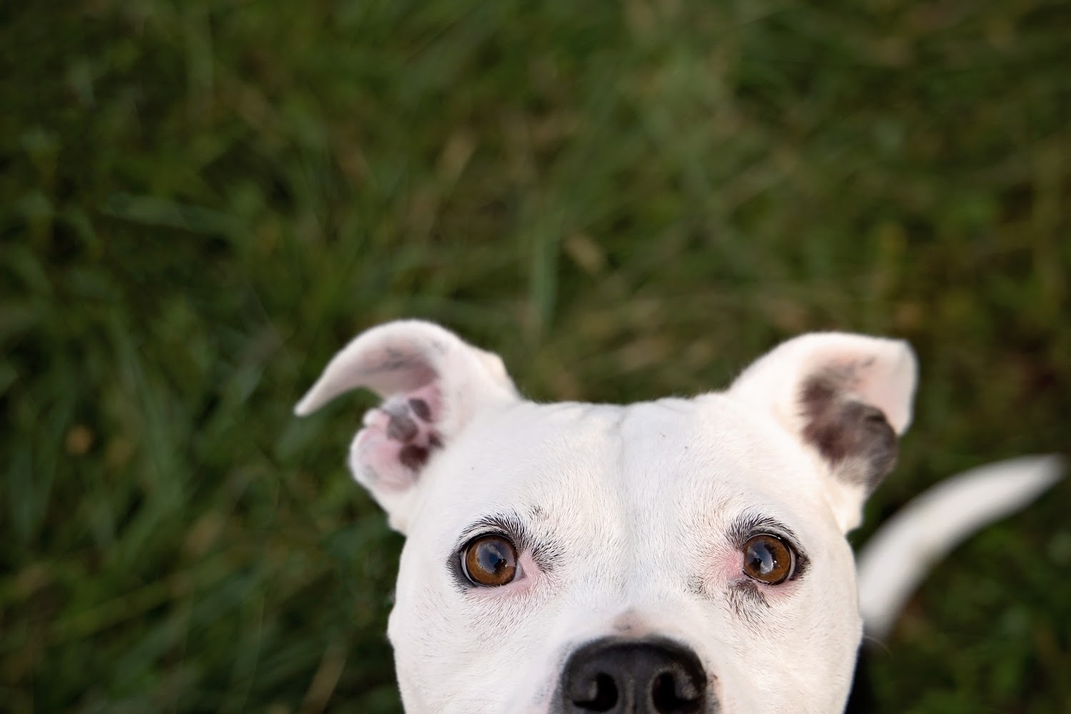 Jefferson County Humane Society