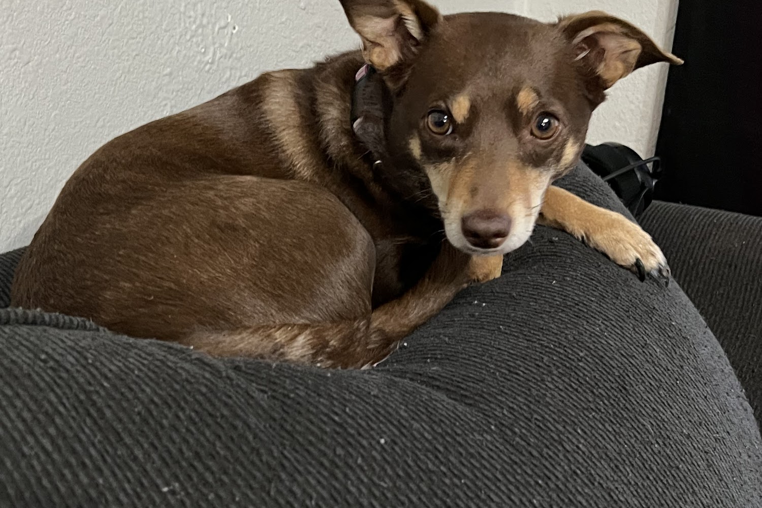 Boyd Veterinary Hospital