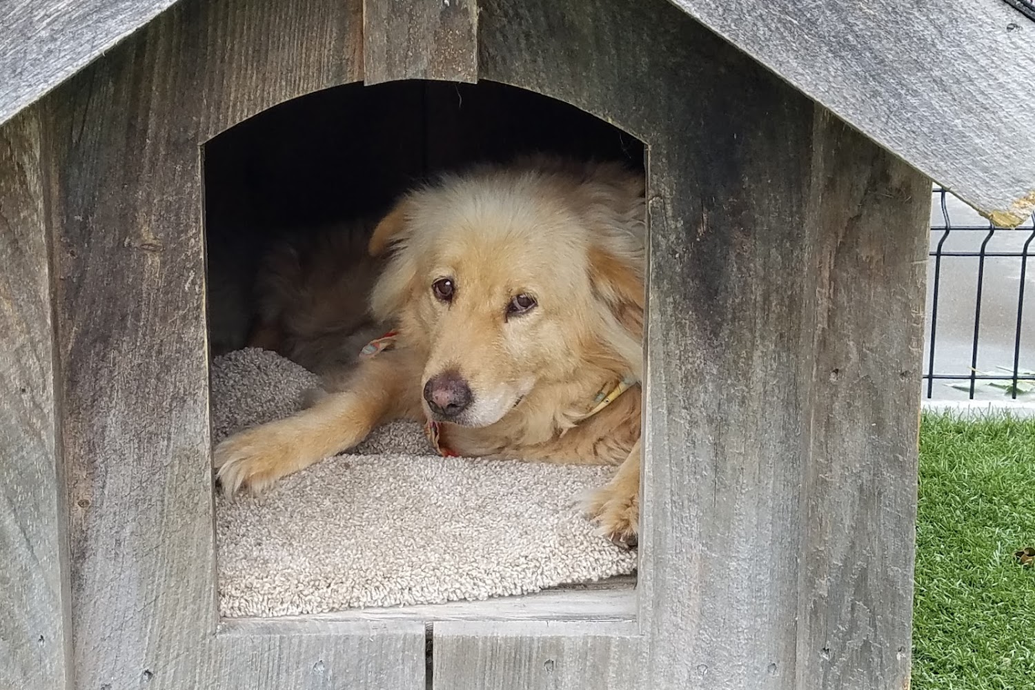 Bristol Animal Shelter