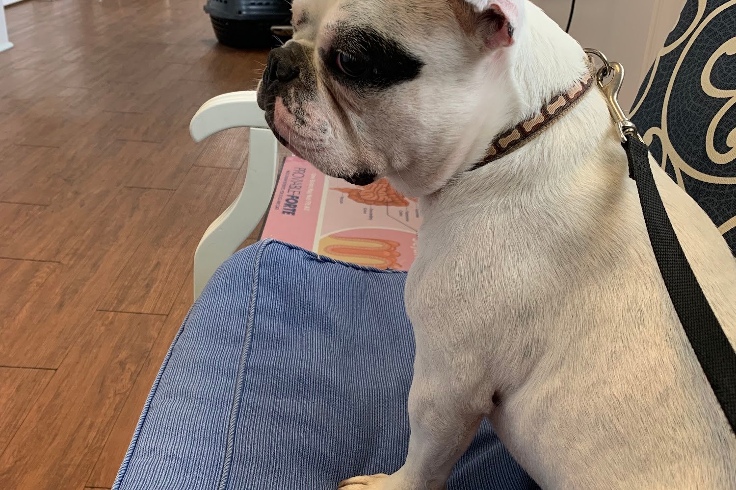 North Pines Animal Hospital