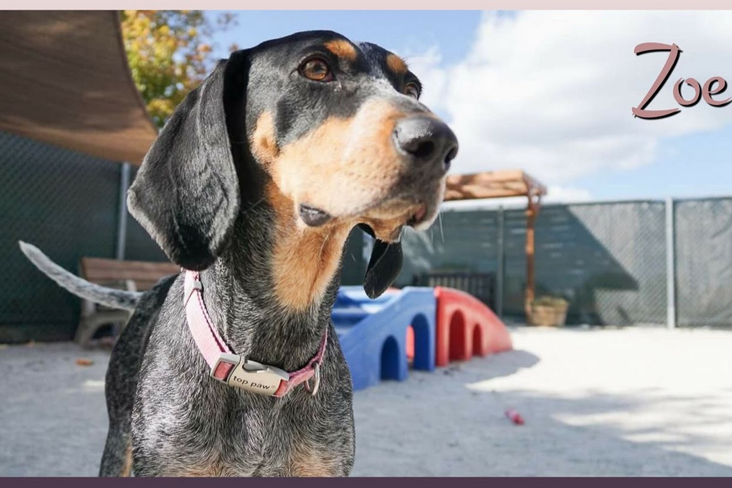 Du Page County Animal Control