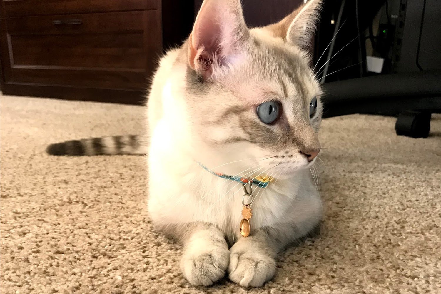 Bay Area Pet Adoptions