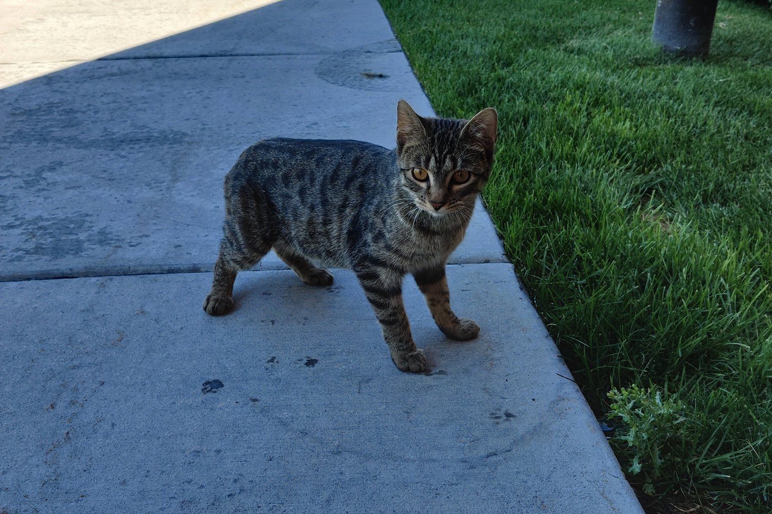 Salt Lake County Animal Services