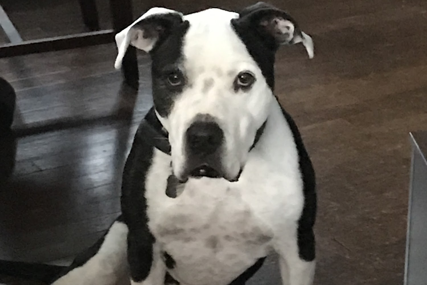 Natural Bridge Hospital For Animals