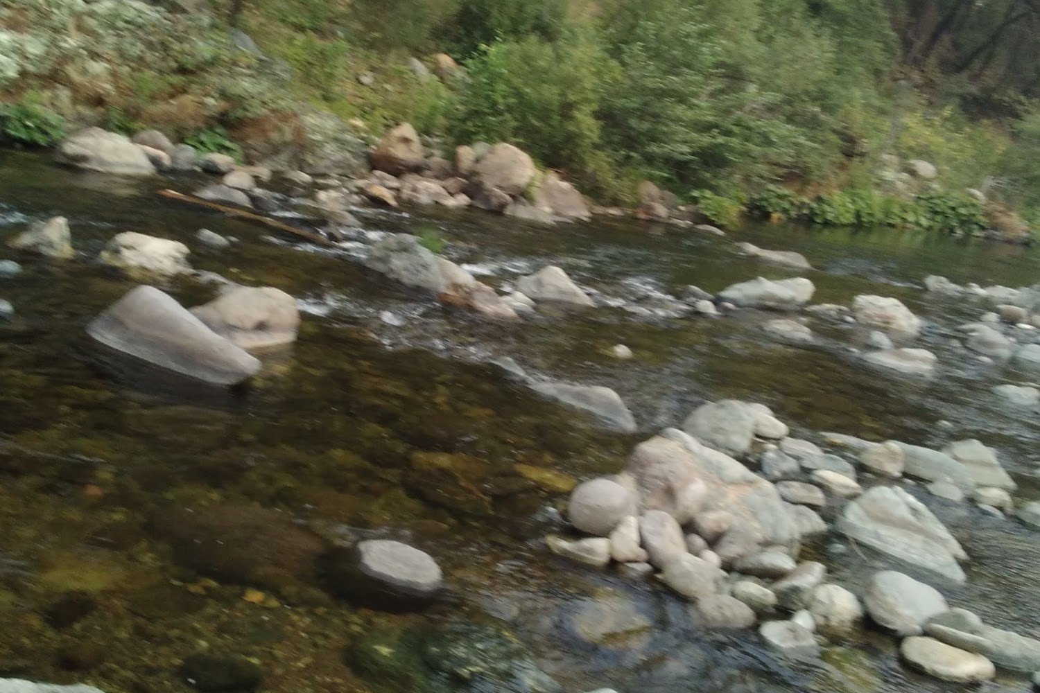 California Domestic Ferret Association