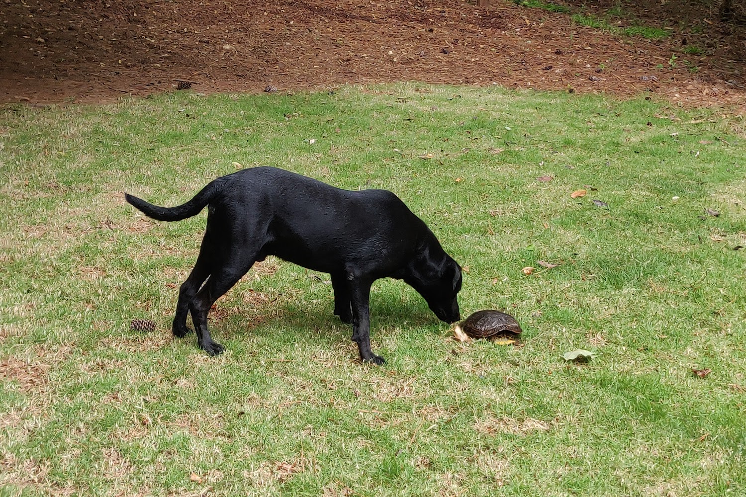 Summerville Animal Hospital