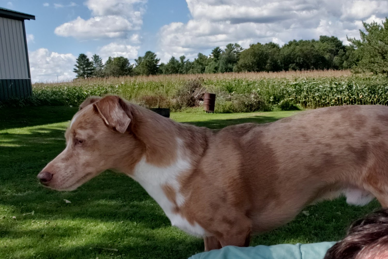 Bear Creek Animal Hospital