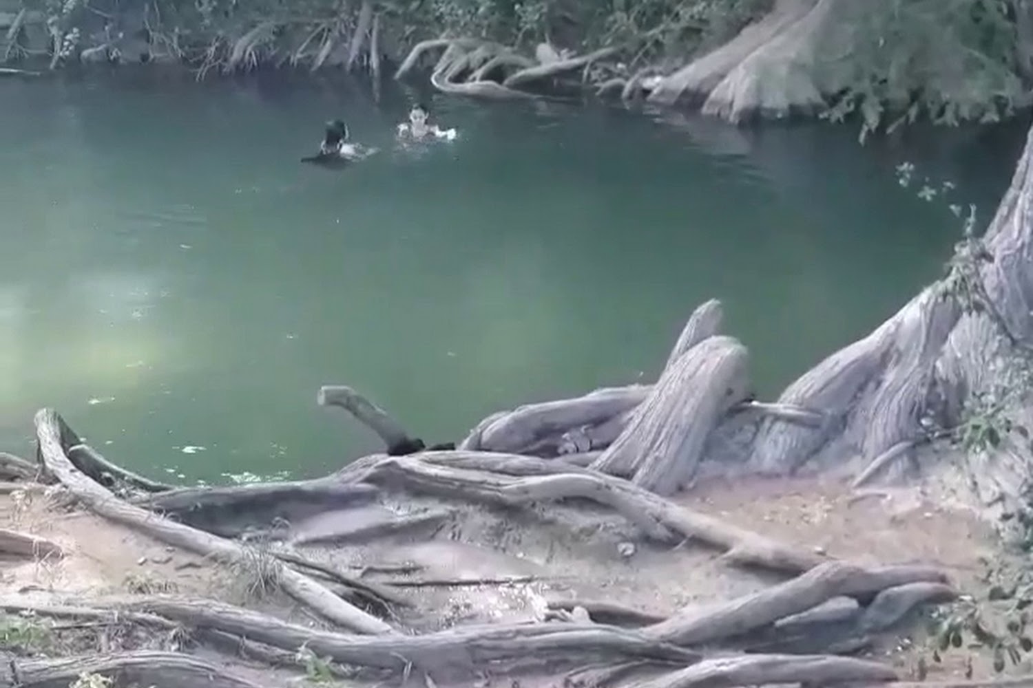 Southwest Hills Veterinary Hospital