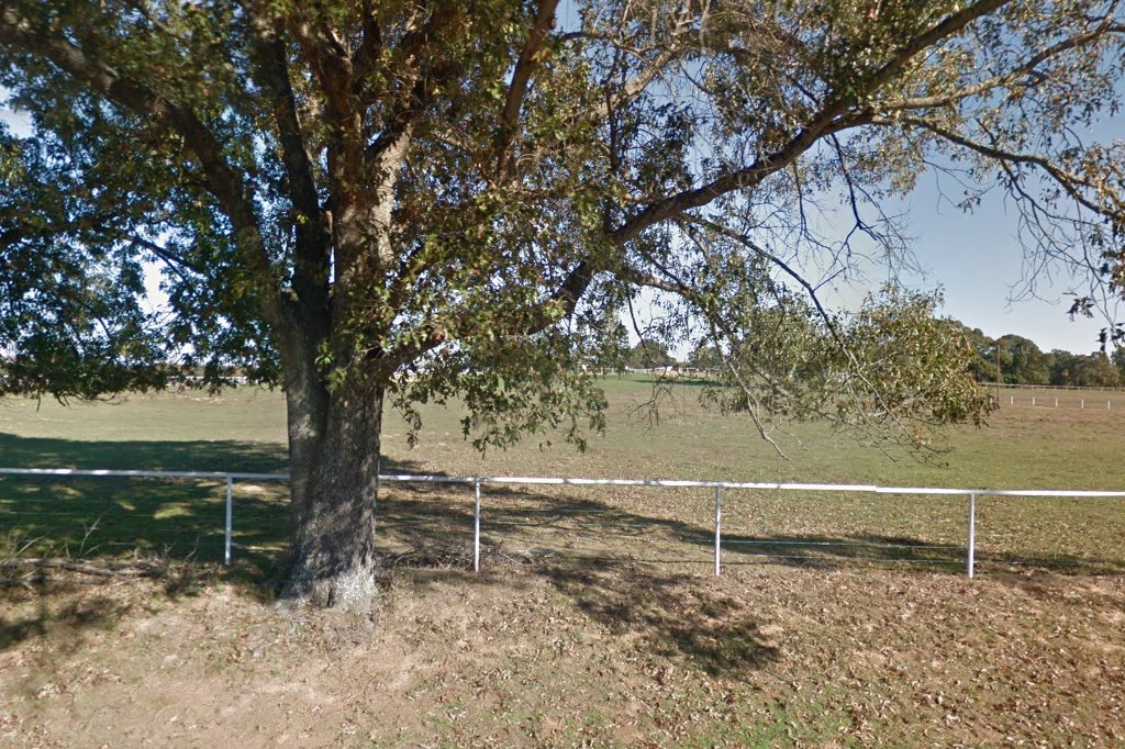 Magicarpet Show Horses