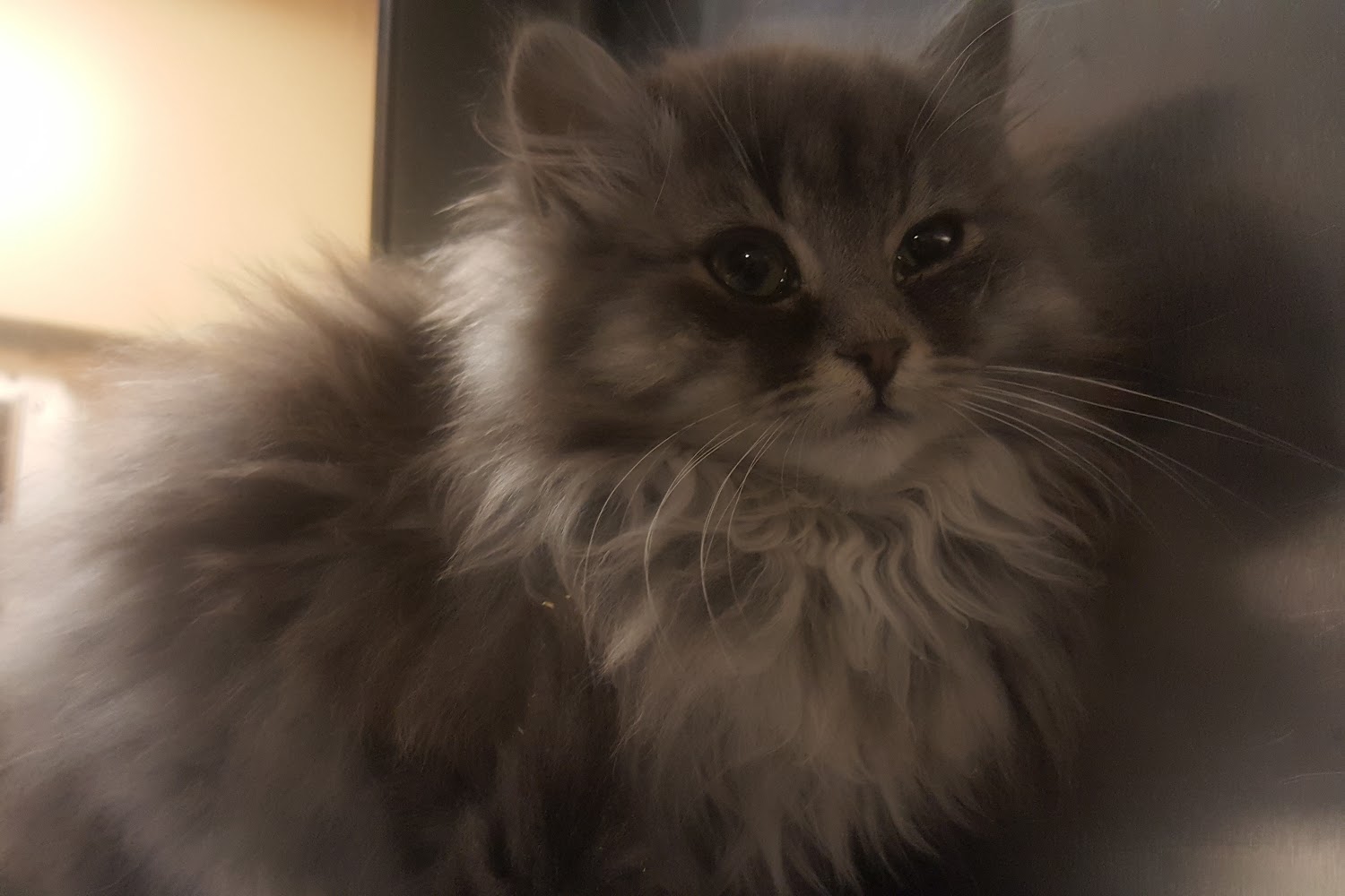 Wichita Animal Shelter