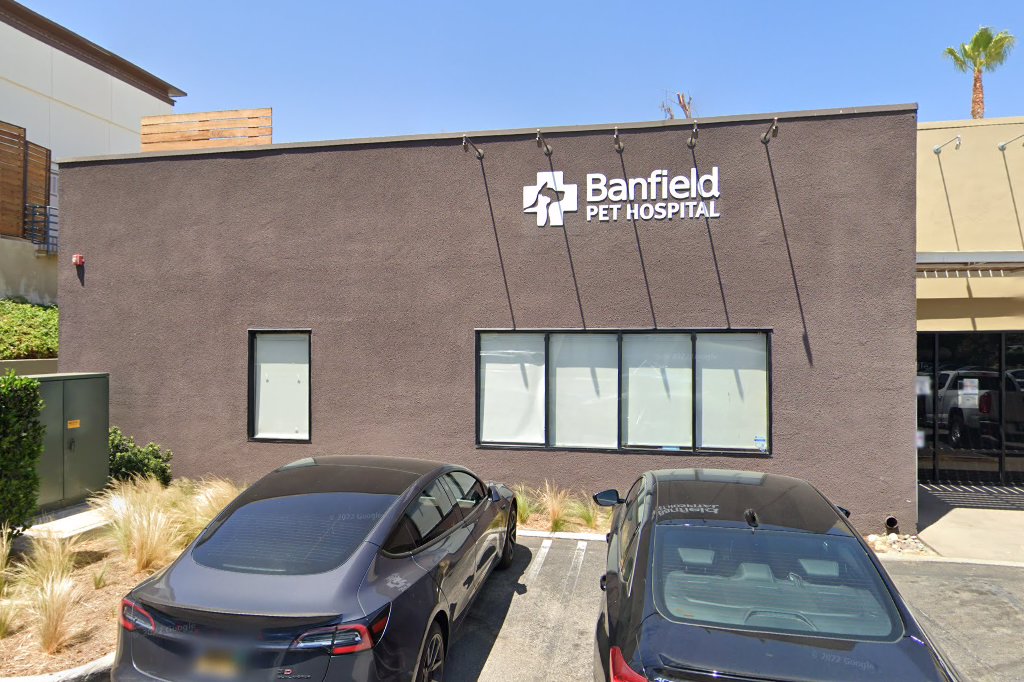 Doctor Y's Animal Hospital