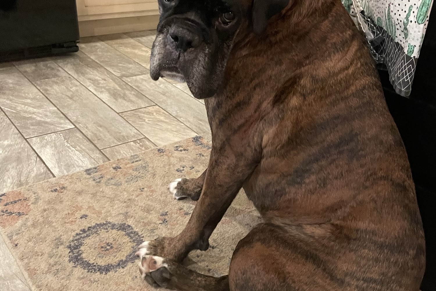 Rockin' P Rescue, Inc