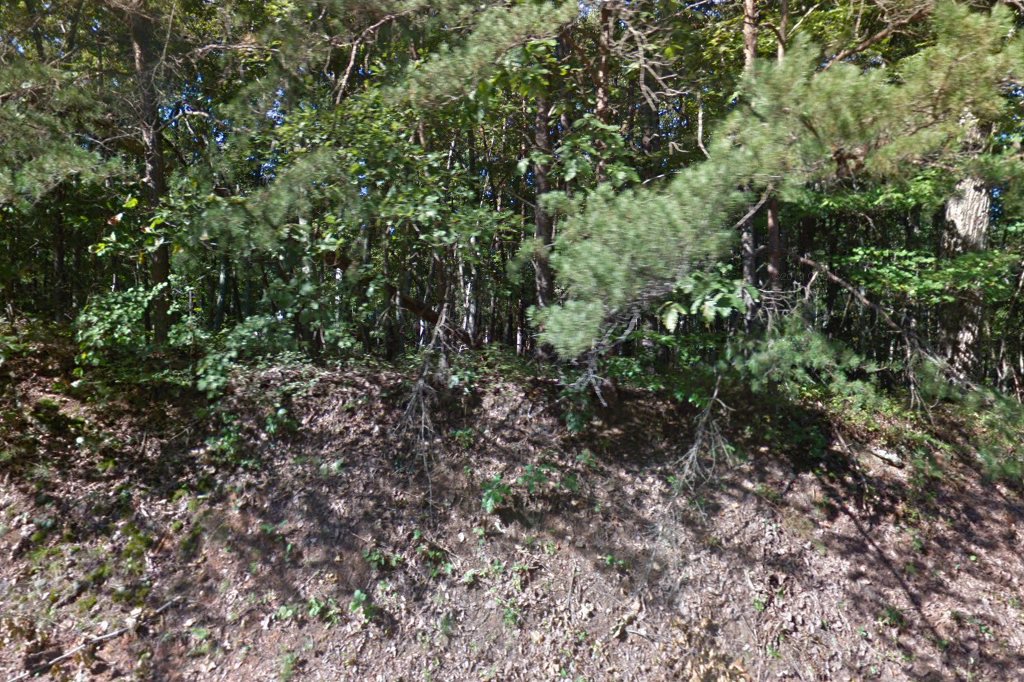 Animal Connections, Inc.