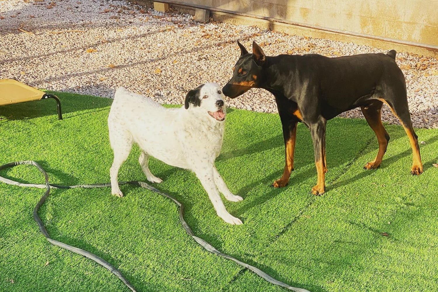 Silver Hills Veterinary Hospital