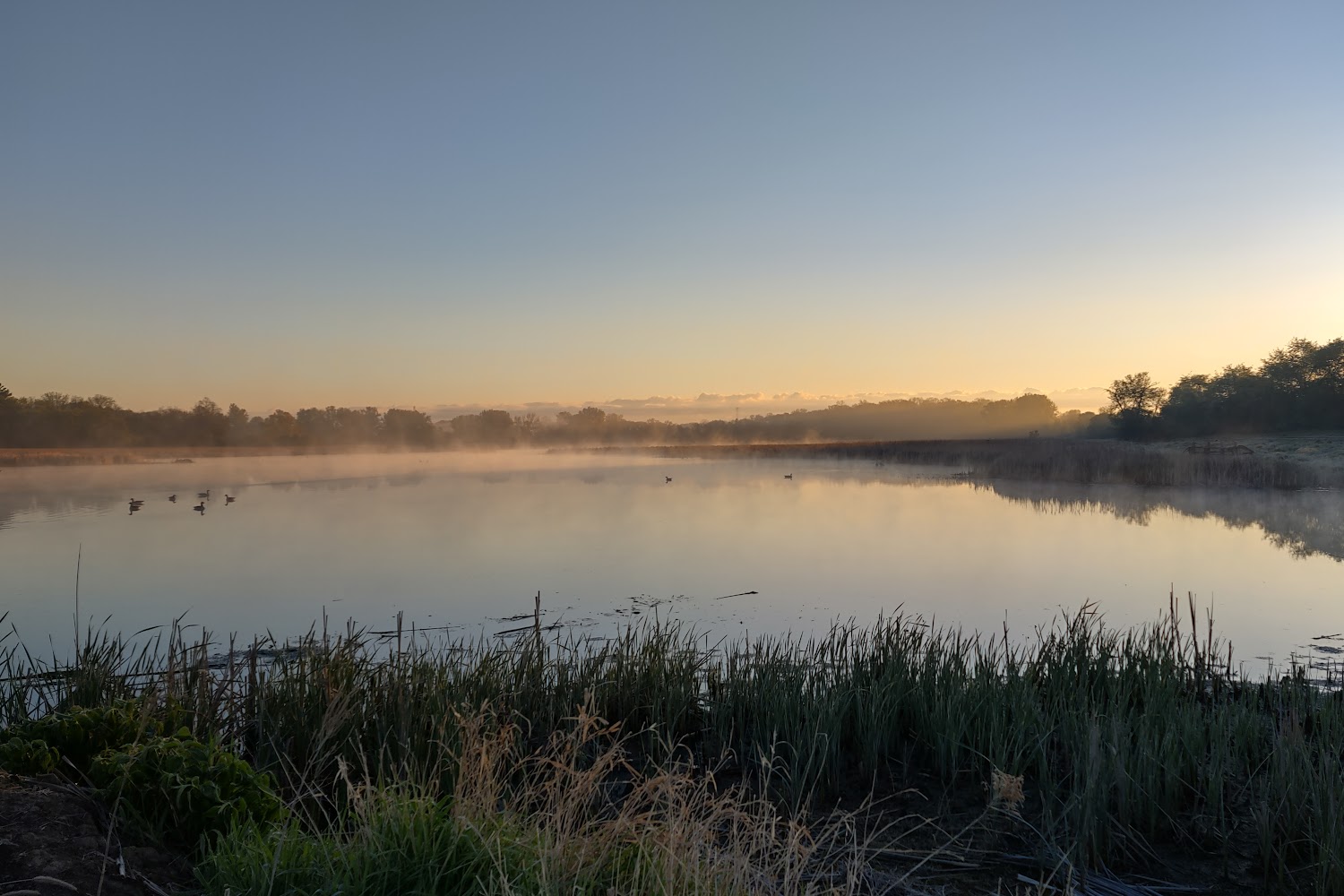 Midwest Greyhound Adoption