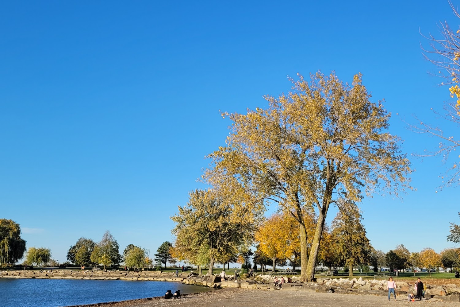 Freedom Greyhound Rescue, Inc.