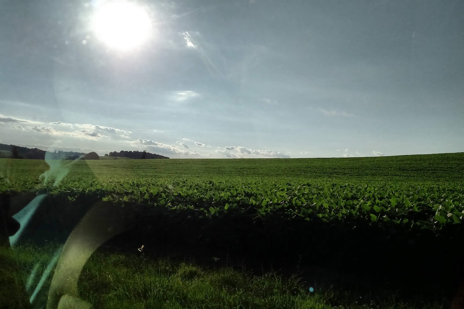 Angel Acres Horse Haven Rescue, Inc.