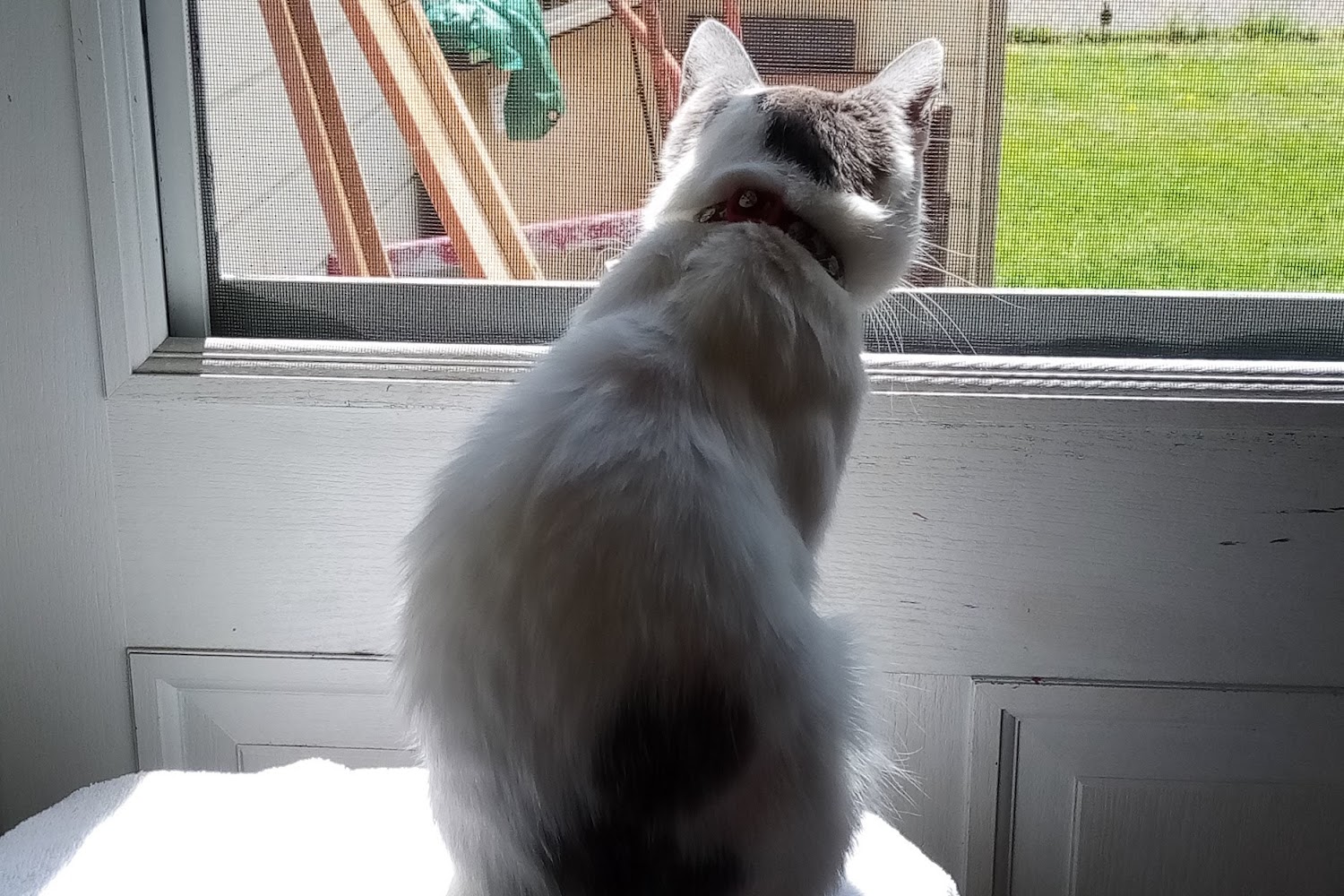 H & S Animal Hospital