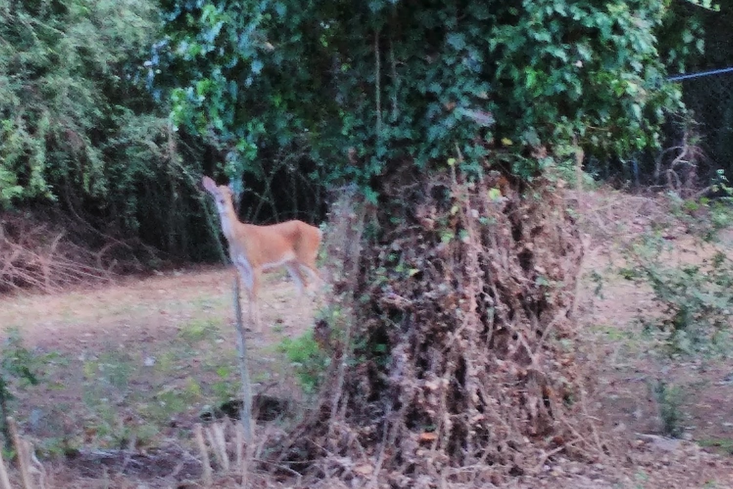 Humane Society of Morgan County