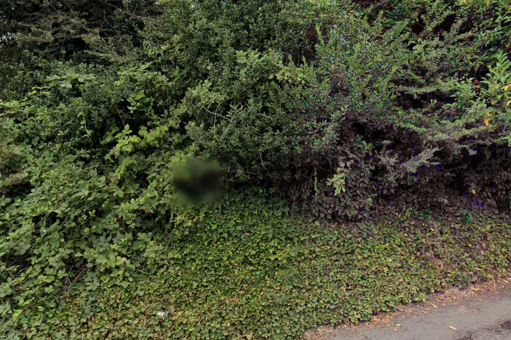 Pacific Animal Rescue and Sanctuary Paras