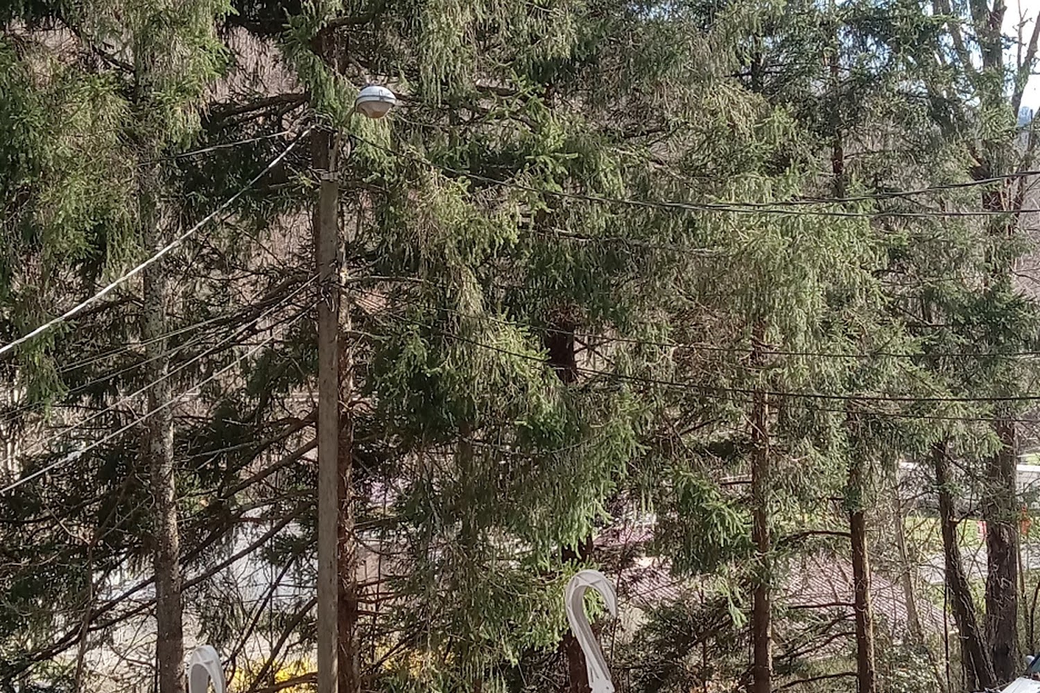 Humane Society of Wyoming County