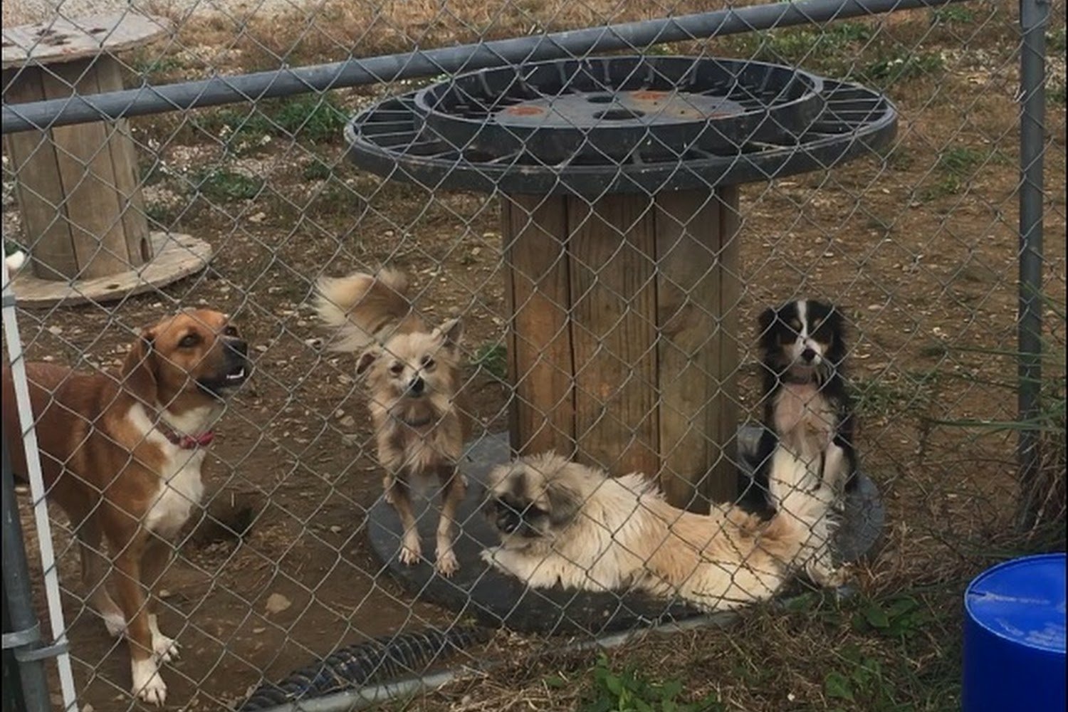 Morgan County Humane Society