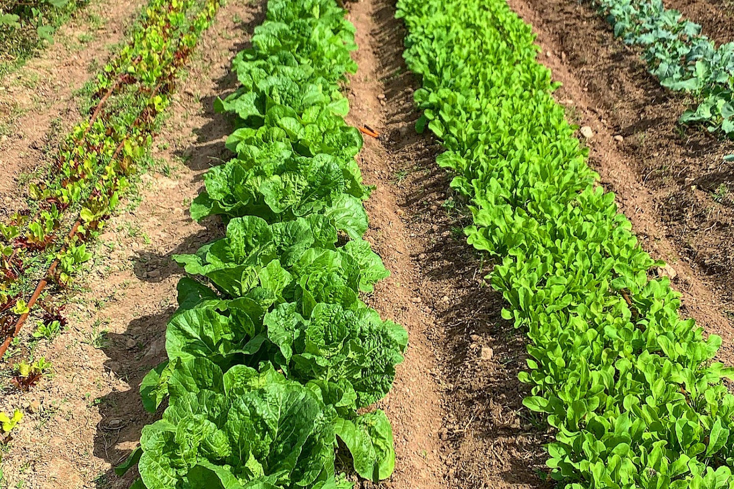 Crowes Nest Farm Inc